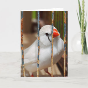 Carte Oiseau blanc Zèbre Finch en cage