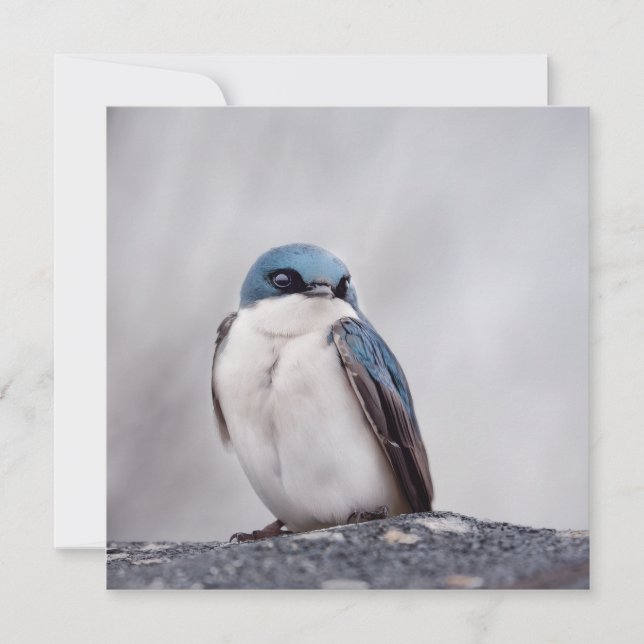 Carte Oiseau Bleu (Devant)