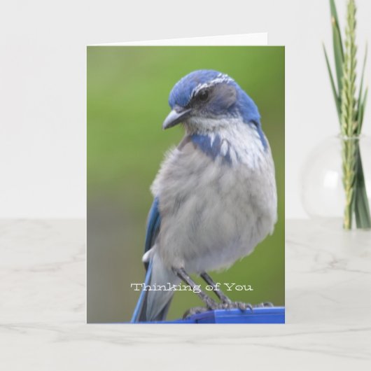 Carte Oiseau bleu (Devant)