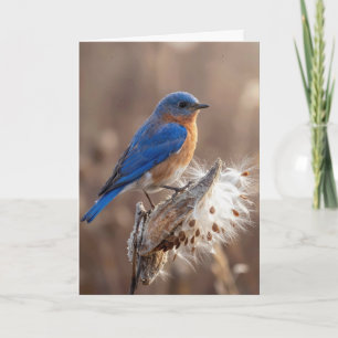 Carte Oiseau bleu d'anniversaire sur une gousse de asclé