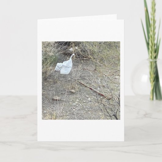 Carte Oiseau Dans La Brosse (Devant)