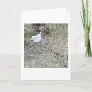 Carte Oiseau Dans La Brosse