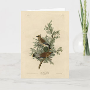 Carte Oiseau de cèdre, Cèdre, cire Audubon Oiseaux d'Amé