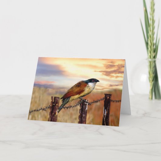 Carte Oiseau de coucou de Coucal de Burchell (Devant)