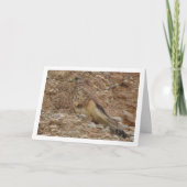 Carte Oiseau de faucille, Falco Tinnunculus (Devant)