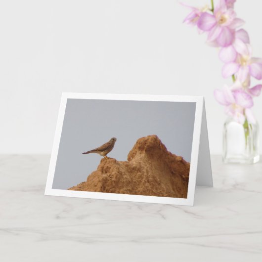 Carte Oiseau de faucille, Falco Tinnunculus (Orchidée)