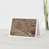 Carte Oiseau de faucille, Falco Tinnunculus (Devant)