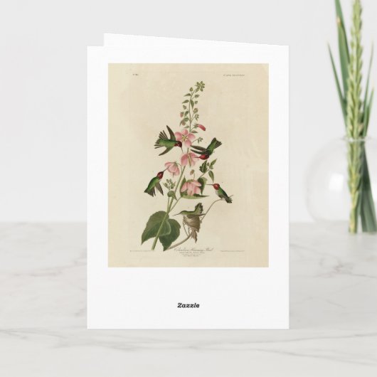 Carte Oiseau de Humming - Oiseaux d'Audubon (Dos)