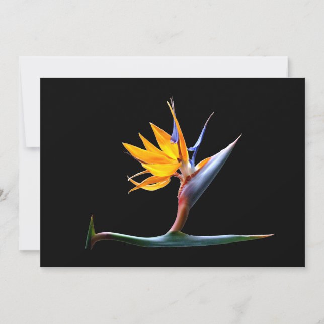Carte Oiseau de la Fleur du Paradis (Devant)