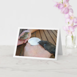 Carte Oiseau de l'eau et Oiseau du Bruant à la main