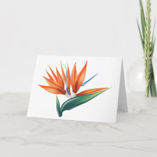 Carte Oiseau de paradis, fleur exotique strelitzia