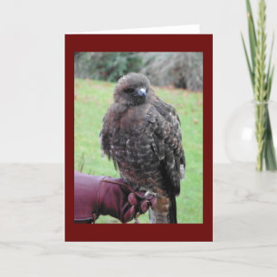 Carte Oiseau de Prey