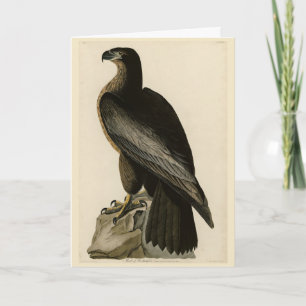 Carte Oiseau de Washington d'Audubon's Birds of America