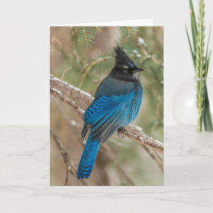 Carte Oiseau du geai de Steller dans l'arbre