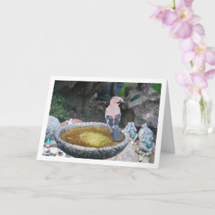 Carte Oiseau Jay eurasien sur bain d'oiseaux