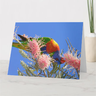 Carte Oiseau Loriquet Arc-en-Ciel Coloré Mangeant du Nec