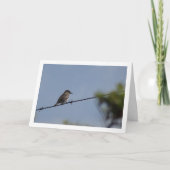 Carte Oiseau moucheron tacheté (Devant)