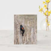 Carte Oiseau-noir à ailes rouges sur la mauvaise herbe (Fleur jaune)