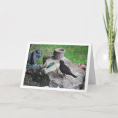 Carte Oiseau noir sur rocailles (Devant)