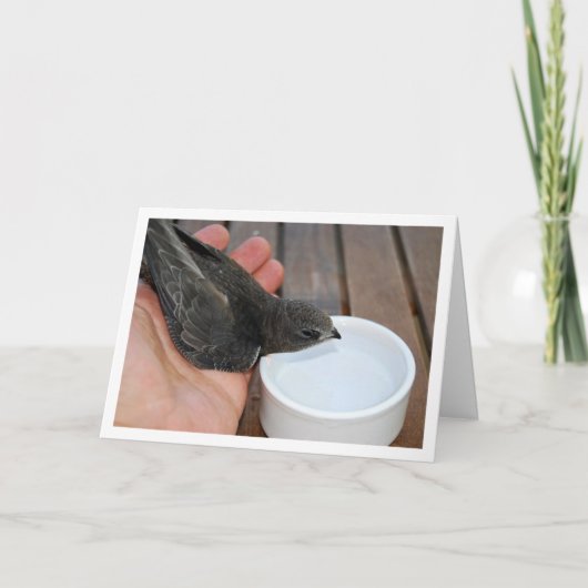 Carte Oiseau rapide buvant dans un bol (Devant)