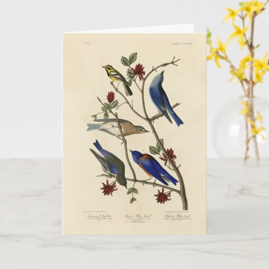 Carte Oiseaux bleus et Paruline, Oiseaux d'Amérique d'Au (Fleur jaune)