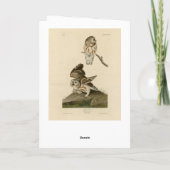 Carte Oiseaux d'Amérique d'Audubon (Dos)
