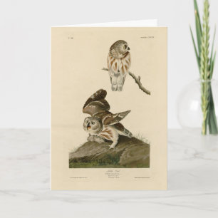 Carte Oiseaux d'Amérique d'Audubon