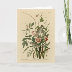 Carte Oiseaux d'Amérique d'Audubon