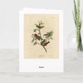 Carte Oiseaux d'Amérique d'Audubon (Dos)