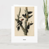 Carte Oiseaux d'Amérique du pic à l'ivoire (Dos)