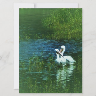 Carte Oiseaux d'amour Pélican blanc couple MWUH!