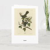 Carte Oiseaux de chats (Colibri gris) Oiseaux d'Amérique (Dos)