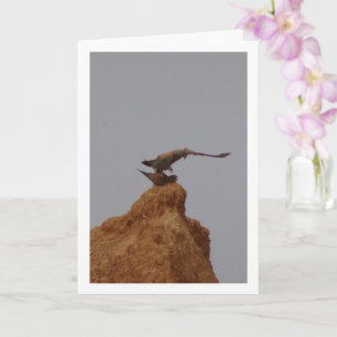 Carte Oiseaux de Kestrel Communs Mating, Falco Tinnuncul