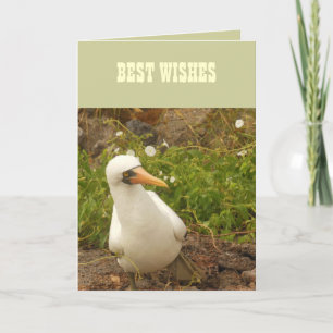 Carte Oiseaux des îles Galapagos>Cartes et Stickers