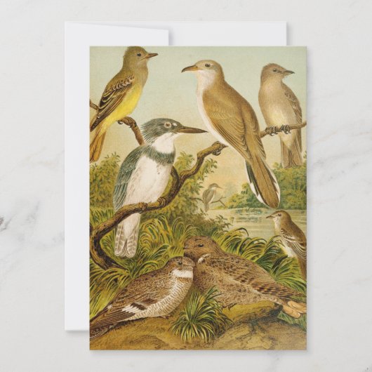 Carte Oiseaux nord-américains | Anton Goering (Devant)
