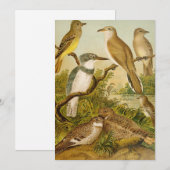 Carte Oiseaux nord-américains | Anton Goering (Devant / Derrière)