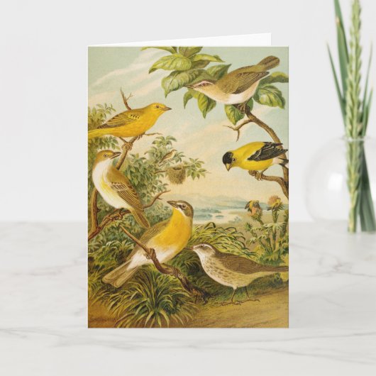 Carte Oiseaux nord-américains | Anton Goering (Devant)