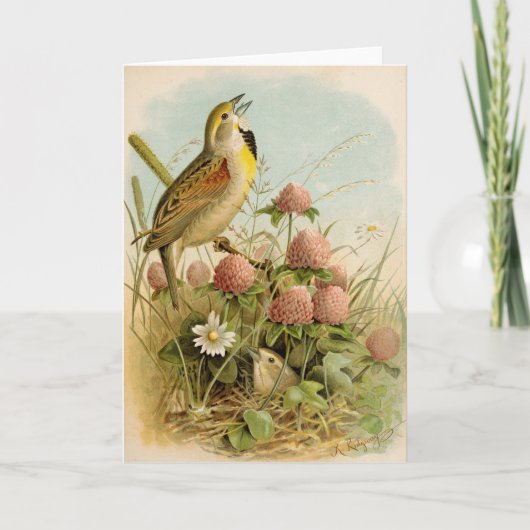 Carte Oiseaux nord-américains | Robert Ridgway (Devant)