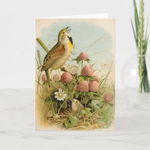 Carte Oiseaux nord-américains   Robert Ridgway