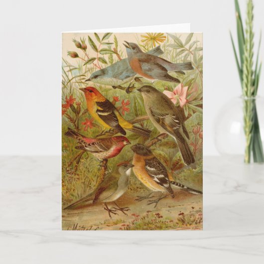 Carte Oiseaux nord-américains | Tzel Gustav Mü (Devant)