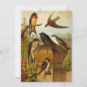 Carte Oiseaux nord-américains Tzel Gustav Mü