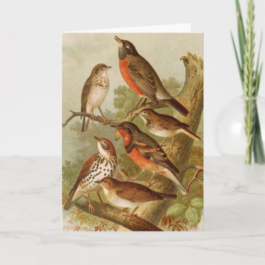 Carte Oiseaux nord-américains | Tzel Gustav Mü (Devant)