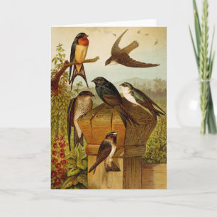 Carte Oiseaux nord-américains   Tzel Gustav Mü