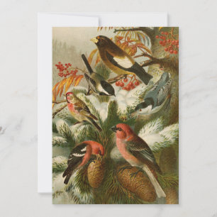 Carte Oiseaux nord-américains Tzel Gustav Mü