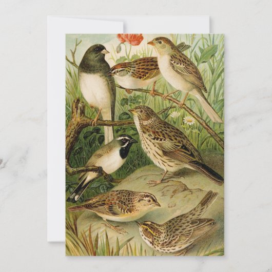 Carte Oiseaux nord-américains | Tzel Gustav Mü (Devant)