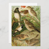 Carte Oiseaux nord-américains | Tzel Gustav Mü (Devant / Derrière)