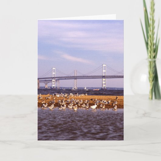 Carte Oiseaux sur la baie de chesapeake (Devant)