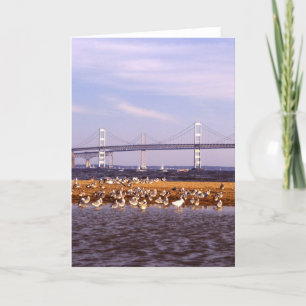 Carte Oiseaux sur la baie de chesapeake
