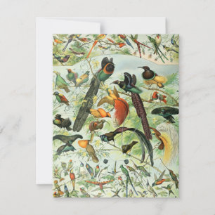 Carte Oiseaux vintages Vieux livre Illustration Art Anim