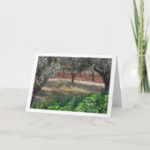 Carte Olivier en Valence, Espagne (Devant)